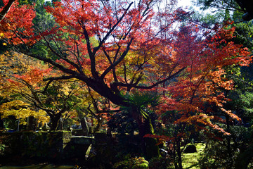 清川の紅葉