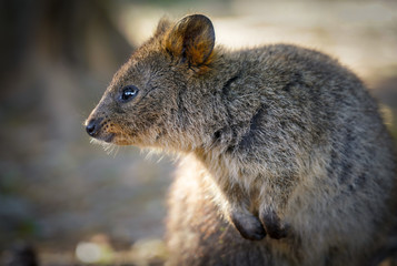 Cute Quokka