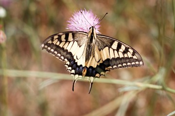 Mariposa | Butterfly