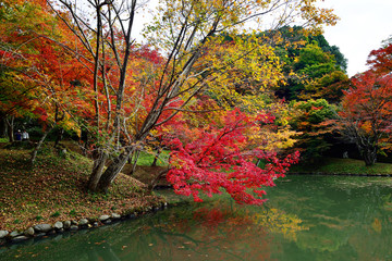 用作公園の紅葉