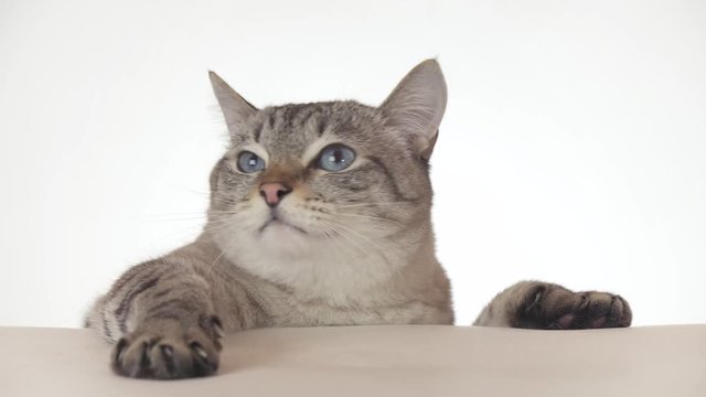 Beautiful Thai cat looking around close-up on white background stock footage video