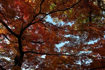 用作公園の紅葉
