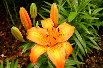 macro shot of bright orange flower covered in water droplets