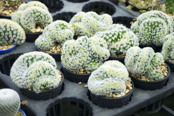 Cactus blooming in garden