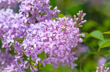 Obraz premium The blossoming lilac