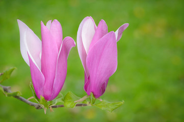 Two flowers of a magnolia pink
