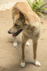 Large Australian dingo outside