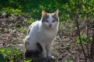 Sweet home cat in garden