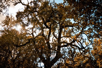 Árbol a contraluz - Backlit tree