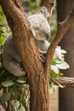 Koala in a eucalyptus tree.