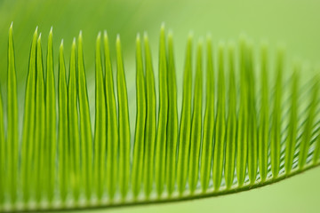 葉　針葉樹　マクロ　植物