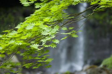 もみじ　もみじの葉　緑　新緑　滝