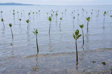 マングローブ　マングローブの芽