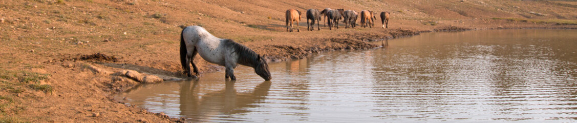 Blue Roan Stallion drinking with herd of wild horses at the water hole in the Pryor Mountains Wild...