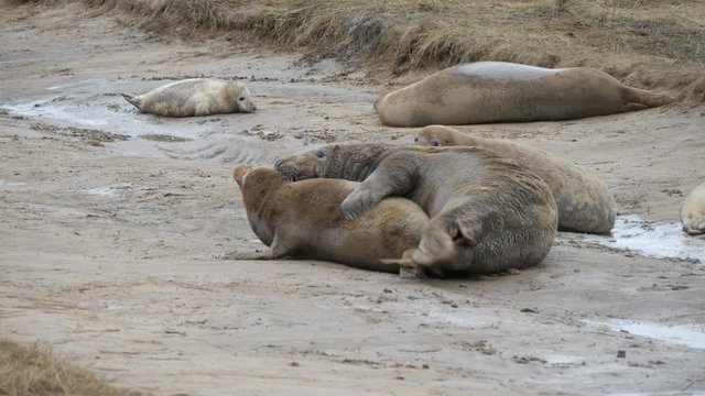 Grey Seals Mating on the Beach