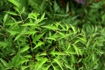 Polyscias fruticosa or Ming aralia leaves