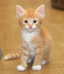 cute little red kitten