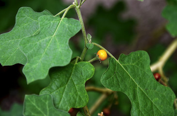 Sparrow's Brinjal herb in the nature