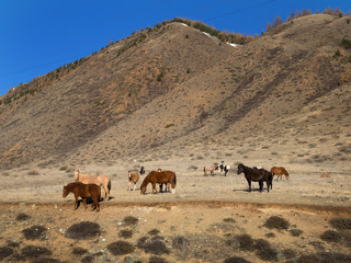 A herd of horses on a rural road in autumn. Young and adult horses.