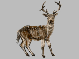 Male deer standing illustration，hand drawn painting