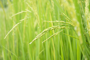 Green ear of rice in paddy rice field.