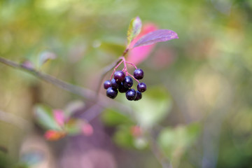 Aronia melanocarpa, called the black chokeberry