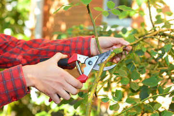 Gardener with garden pruning scissors pruning climbing roses . Pruning and Training Climbing Roses...
