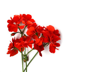 Geranium red flower bright color on white background - obrazy, fototapety, plakaty