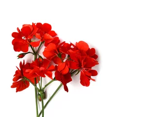 Geranium red flower bright color on white background © Freesia