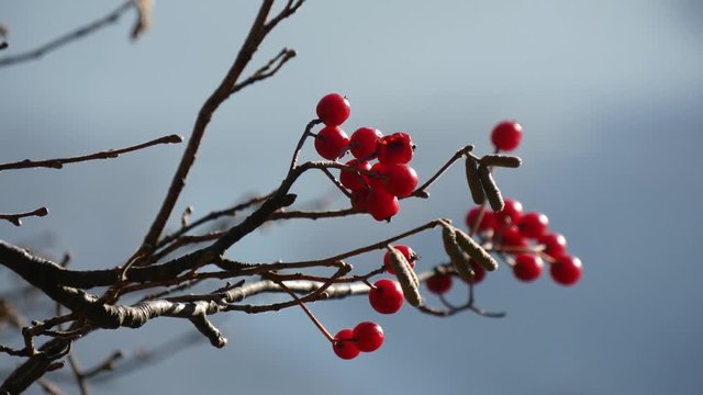 Bacche rosse
