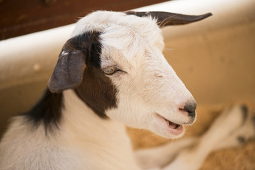 Goat resting inside the farm shed.