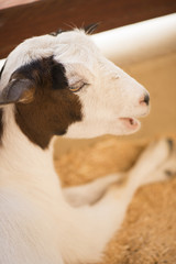 Goat resting inside the farm shed.