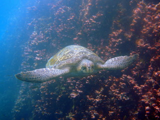 Frontal view of swimming green sea turtle with yellow shell with black spots at the Galapagos...
