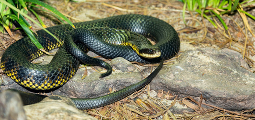 snake from Australia