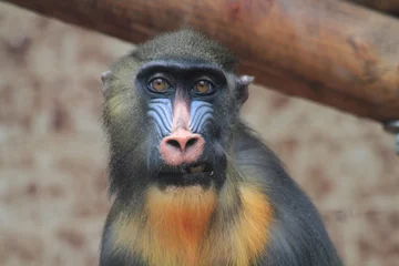 Crédence de cuisine en verre imprimé Singe baboon monkey head