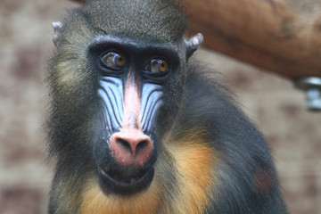 baboon monkey head