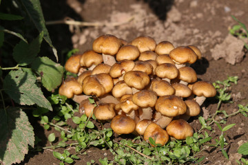 Armillaria mellea