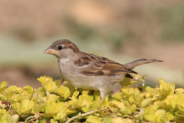 Passer domesticus