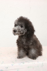 トイプードルの仔犬