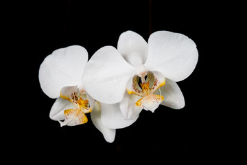 white orchid flower on black background.