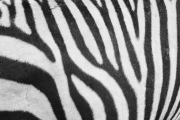 Fototapeta na wymiar zebra animal skin texture