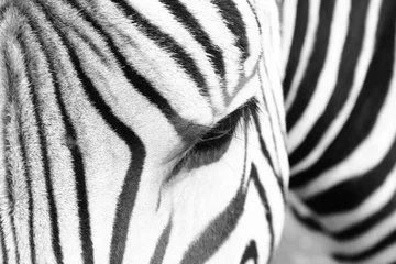 Foto auf Acrylglas Antireflex Detail des Zebrakopfes © jonnysek