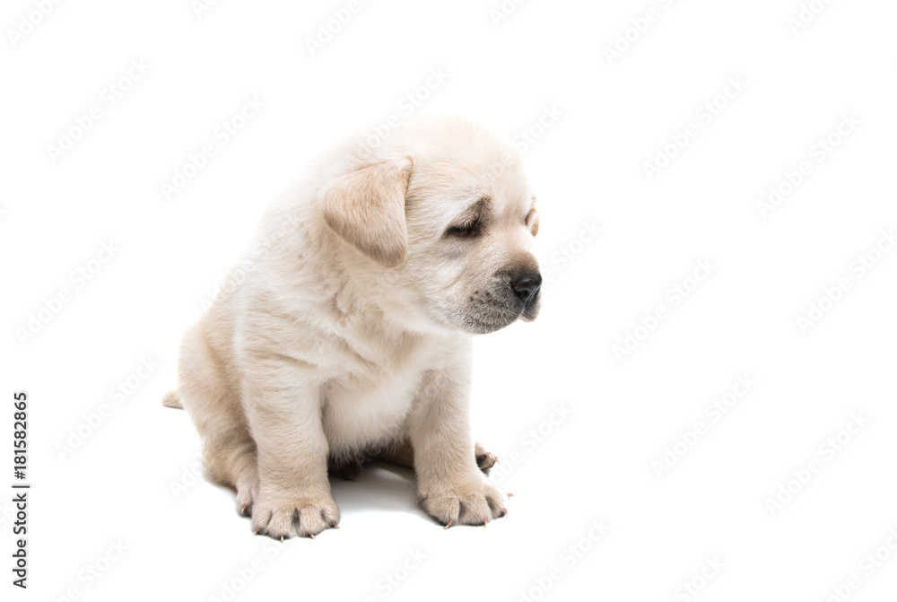 Poster puppy labrador isolated