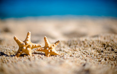 Fototapeta na wymiar Two orange starfish lie on the seashore 