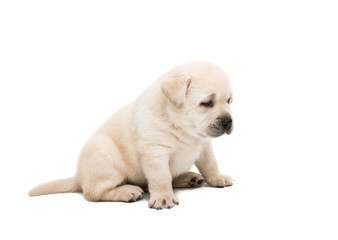 puppy labrador isolated