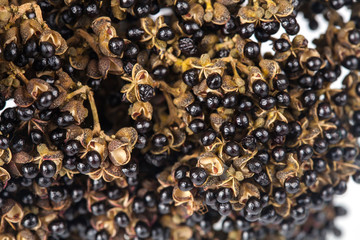 Zanthozylum limonella Alston herb test hot and spices on white background