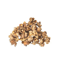 Zanthozylum limonella Alston herb test hot and spices on white background