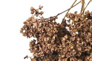 Zanthozylum limonella Alston herb test hot and spices on white background