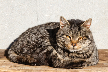 Gato callejero tumbado al sol.
