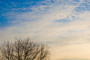 Fototapeta na wymiar blue sky with part of a tree